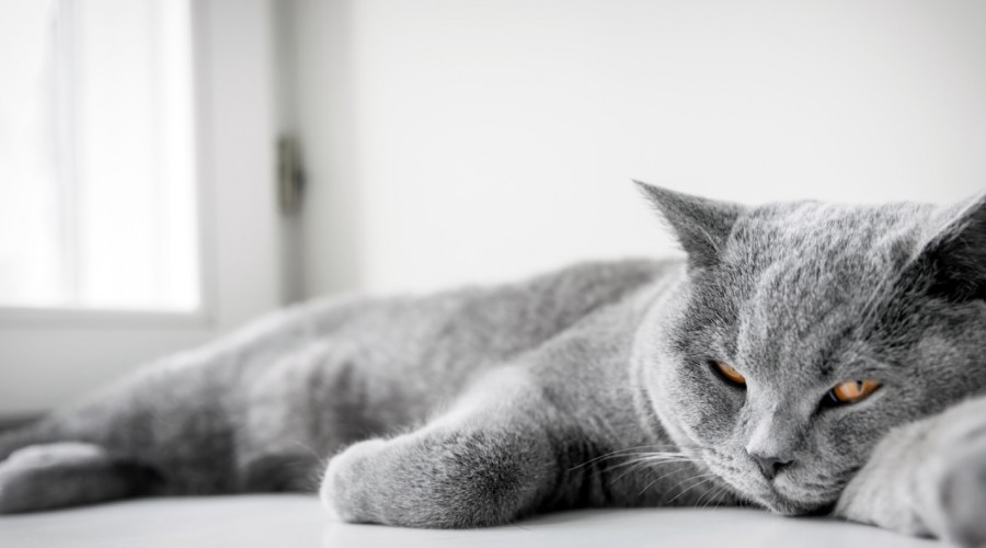 Pielęgnacja kociej sierści