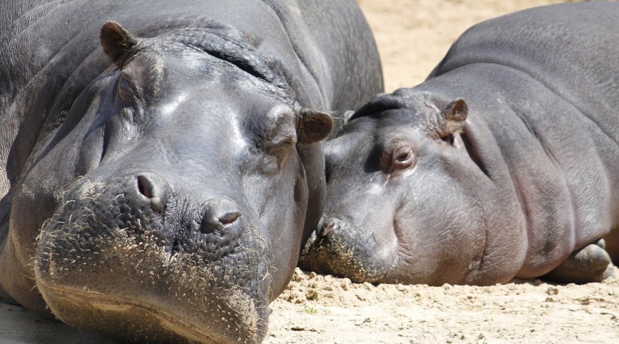 Zmiana płci w zoo w Osace