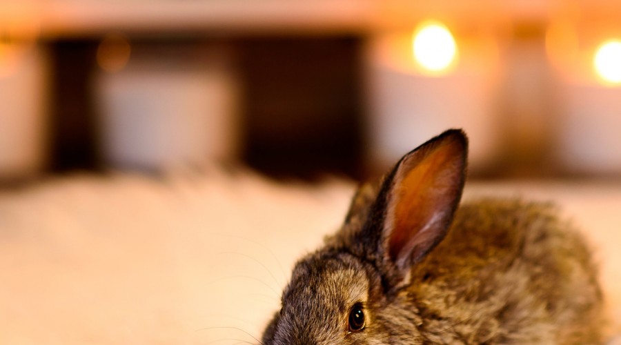 Dom niebezpieczny dla królika