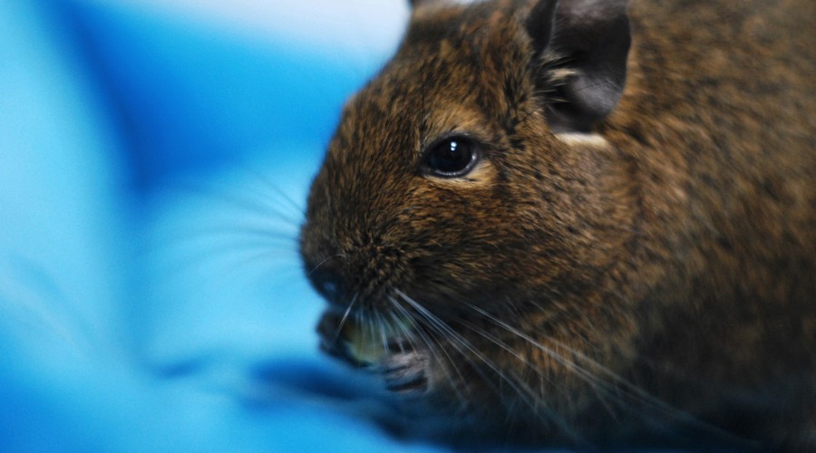 Suplementacja wapnia u koszatniczek