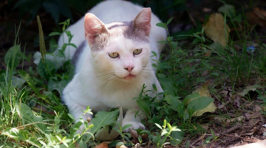 Dlaczego nie powinno się wypuszczać kota z domu?