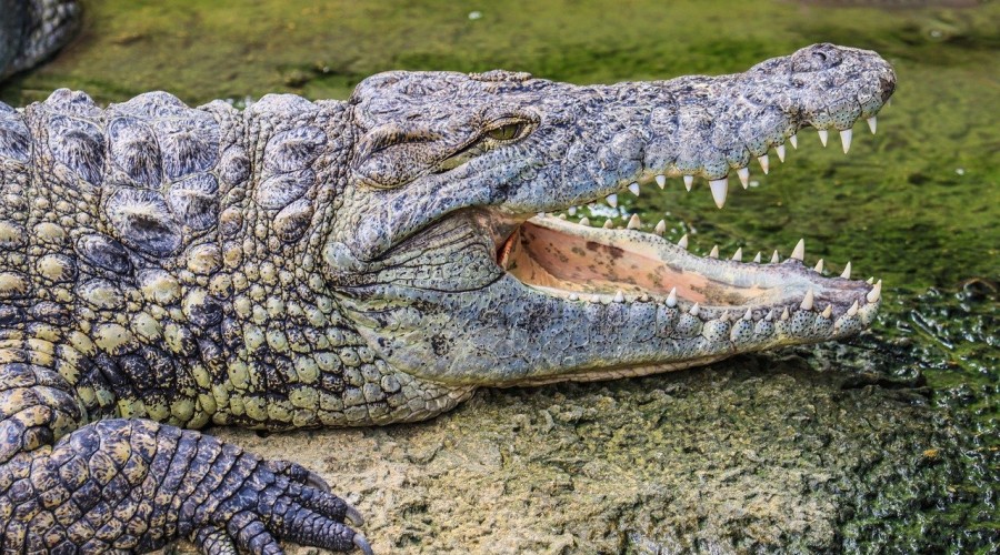 Najstarszy krokodyl na świecie