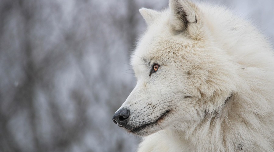 Nie będzie wilkorów