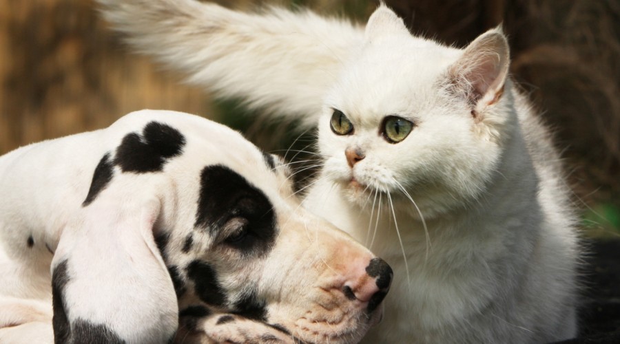 Jak oswoić psa z kotem?