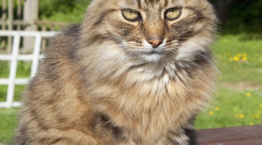 Amputacja łapy u kota