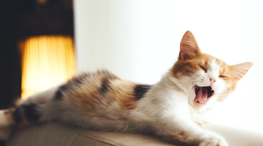 Uciążliwe miauczenie kota