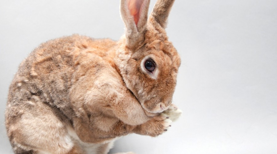 Grzybica u królików