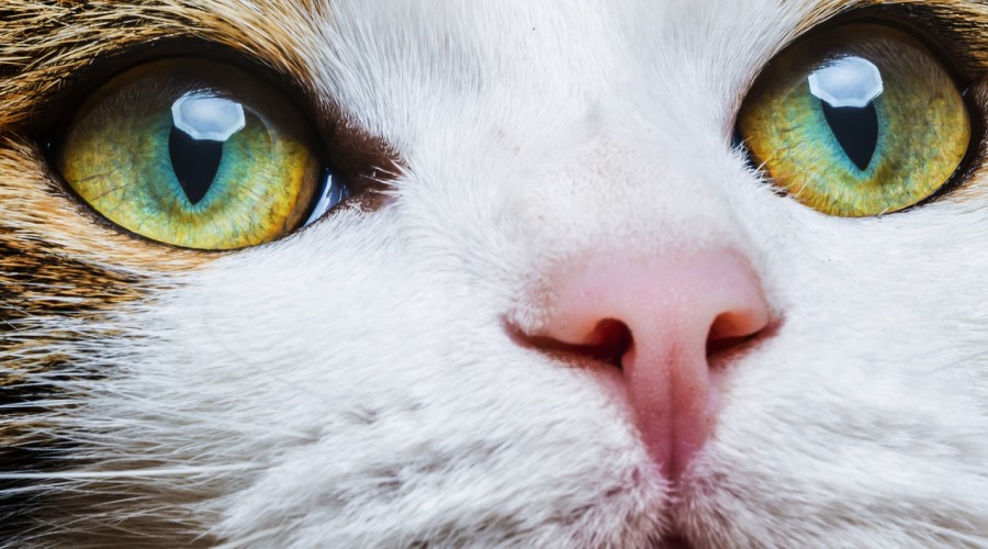 Trzecia powieka u kota