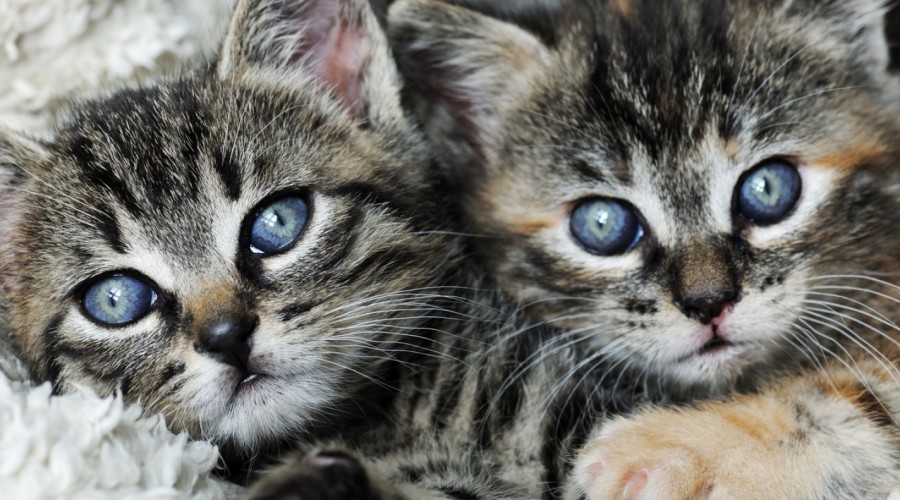 Co dwa koty to nie jeden