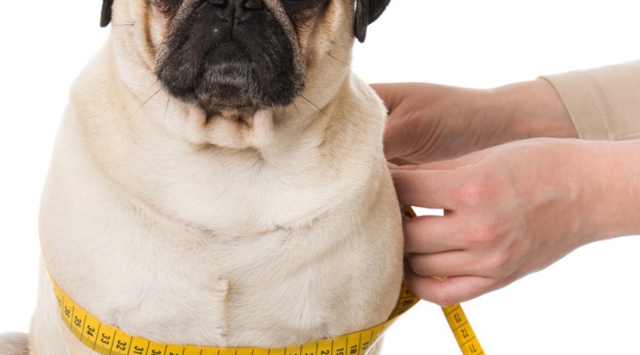 Sprawdź wagę swojego pupila - kalkulator BMI