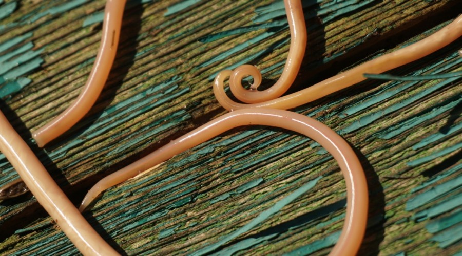 Glistnica - toksokaroza