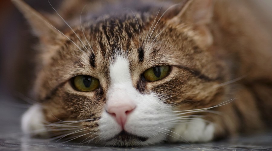 Choroba kociego pazura - bartoneloza