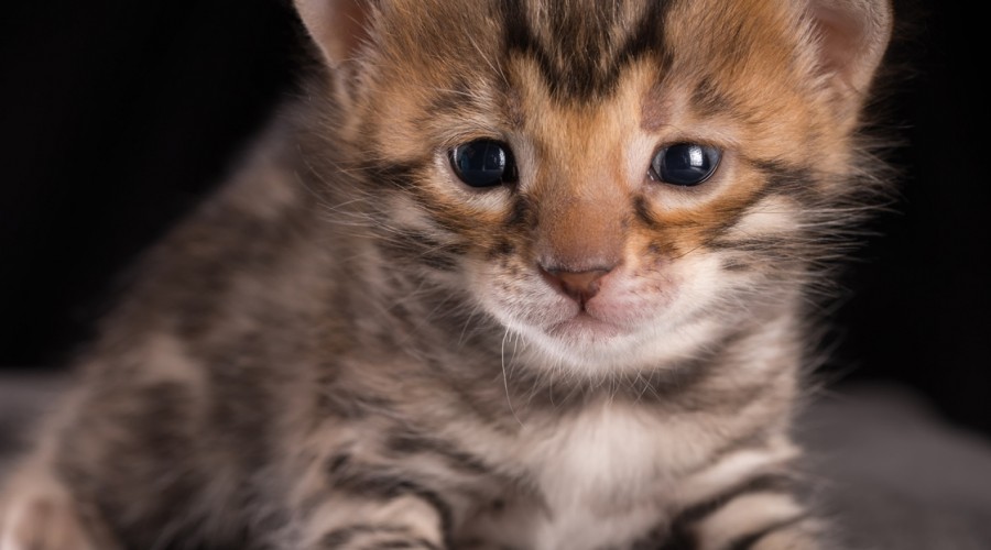 Poradnik dla właścicieli kociąt