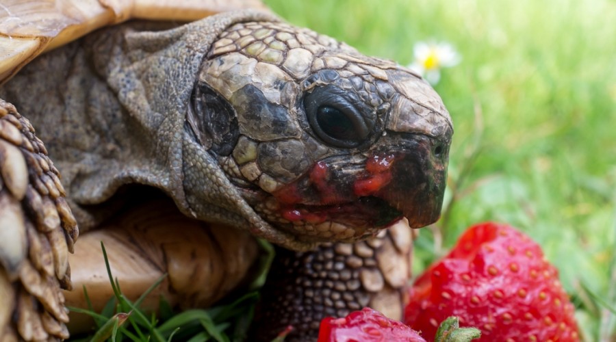 Żywienie żółwi lądowych Testudo sp.