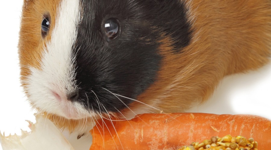 Żywienie świnki morskiej