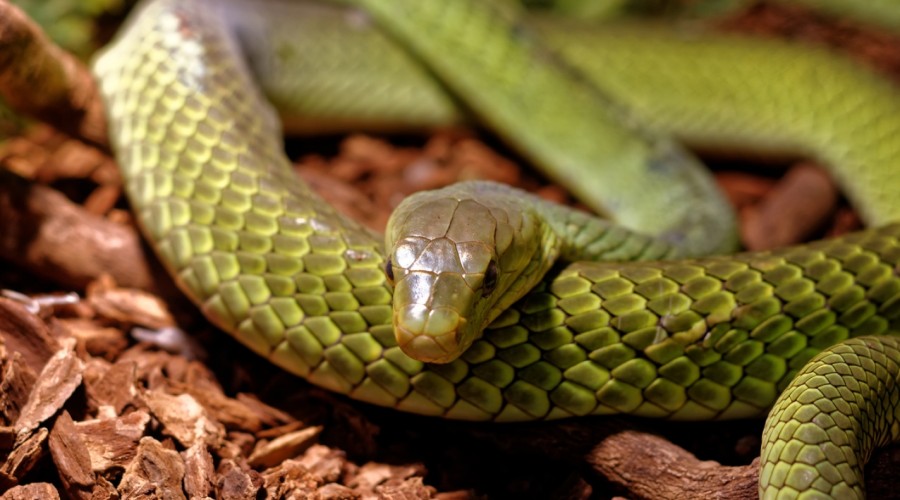 Przymusowe karmienie węży