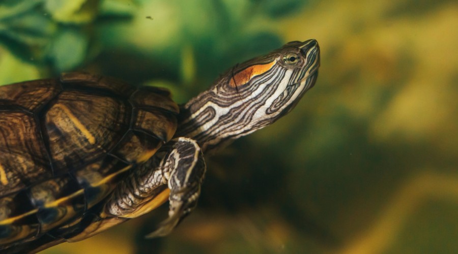 Żywienie żółwi wodnych