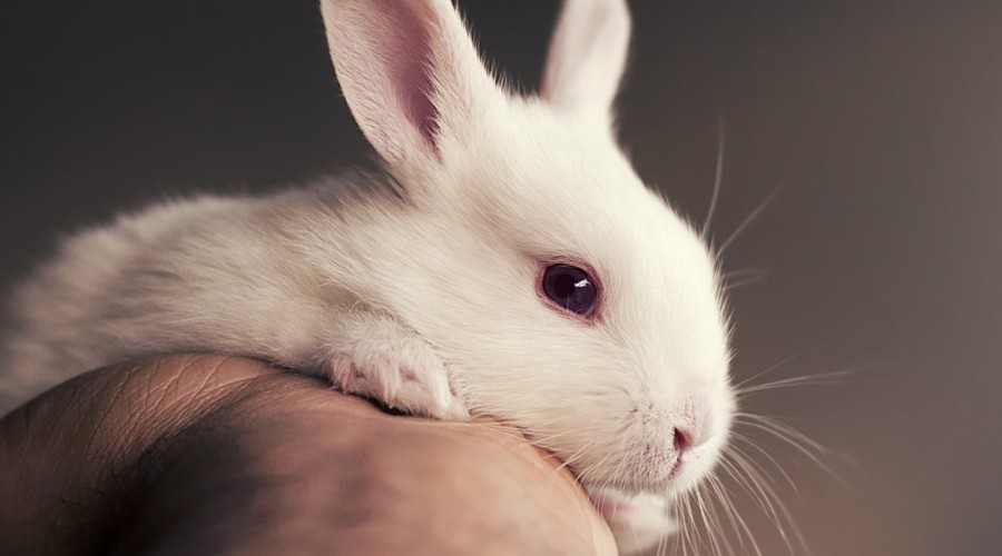 Resekcja ucha u królika