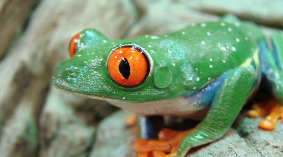 Kryptosporidioza