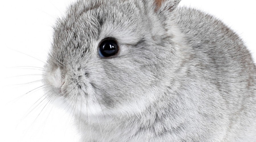 Kastracja i sterylizacja królika