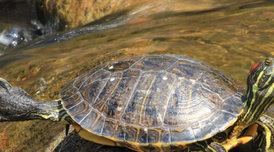 Żółwie wodne groźne dla środowiska naturalnego