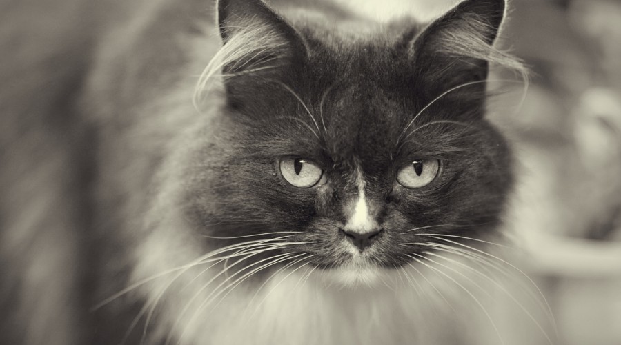 Pobieranie moczu kota