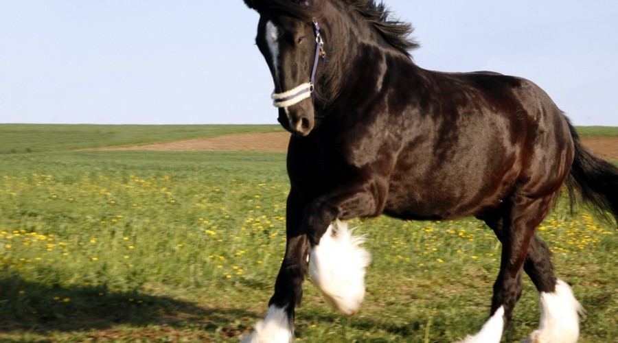 Zatkanie okrężnicy zstępującej u konia