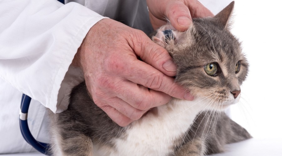 Świerzbowiec uszny i świerzbowiec koci