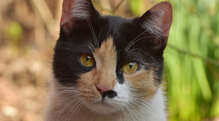 Zapalenie trzustki u kota