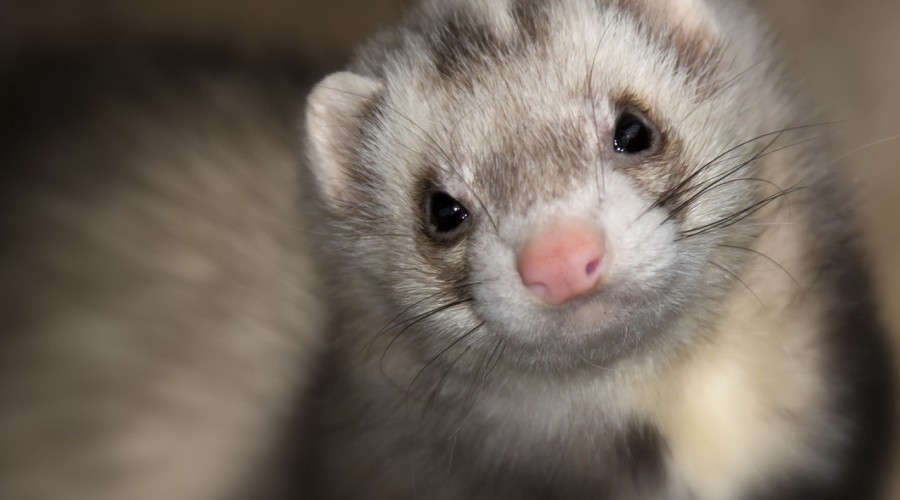 Choroba aleucka u fretek