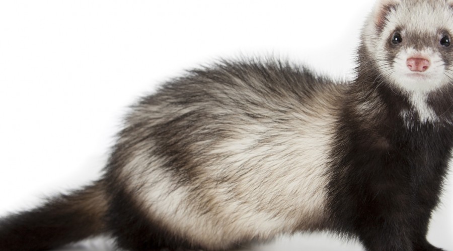 Choroby nadnerczy u fretek