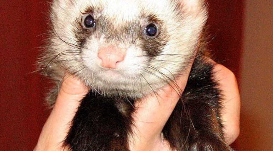 Anafilaksja u fretki