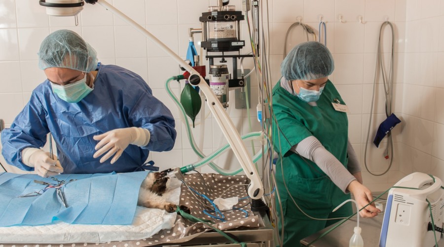 Transfuzje krwi w weterynarii