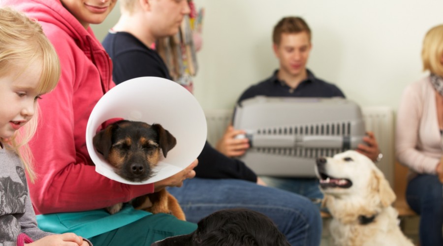 W poczekalni gabinetu weterynaryjnego