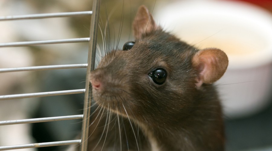 Problemy związane z uzębieniem gryzoni