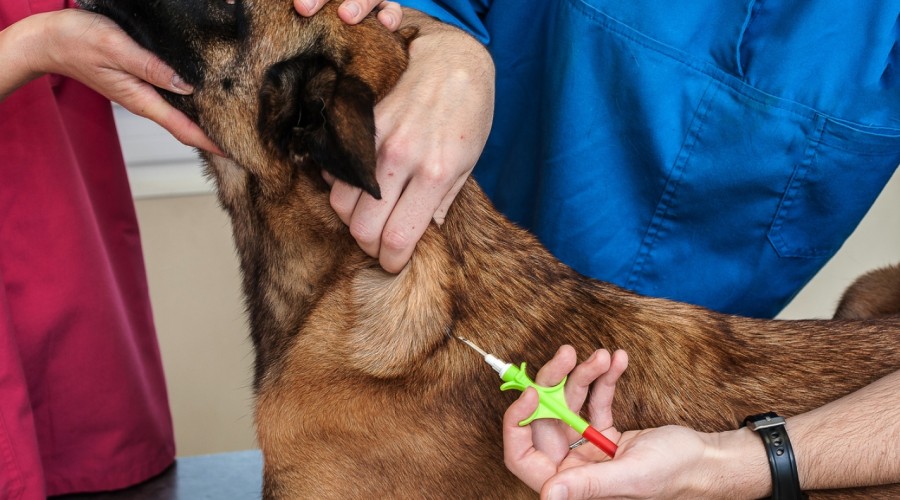 Zalety i wady chipowania czworonogów