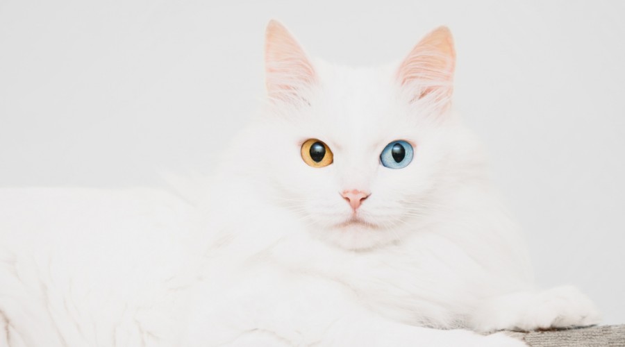 Głuchota u białych kotów