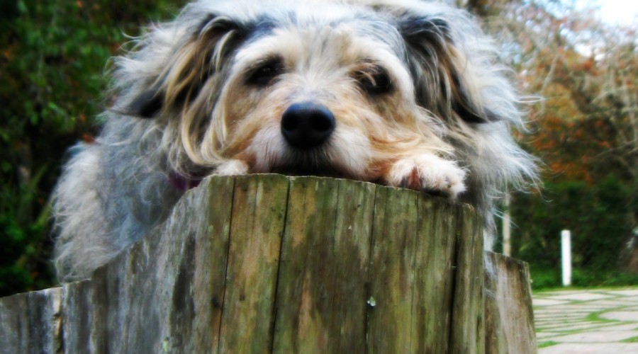 Sprawdź wiek swojego psa lub kota