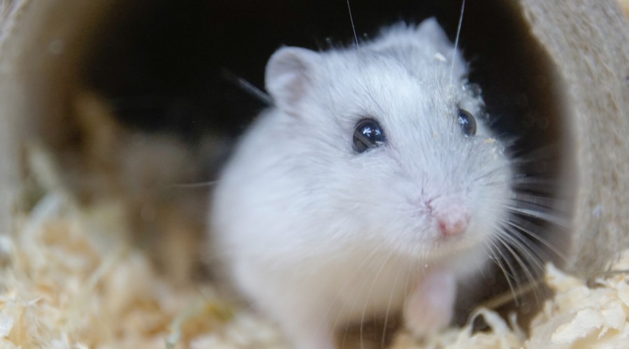 Wypadnięcie worka policzkowego u chomika