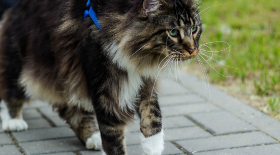 Wnętrostwo u kotów