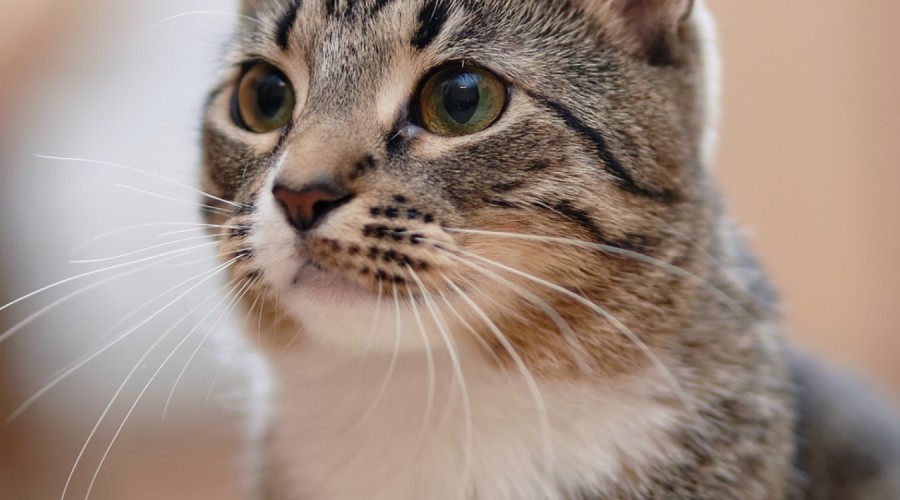 Zakaźne zapalenie otrzewnej kotów  - FIP 