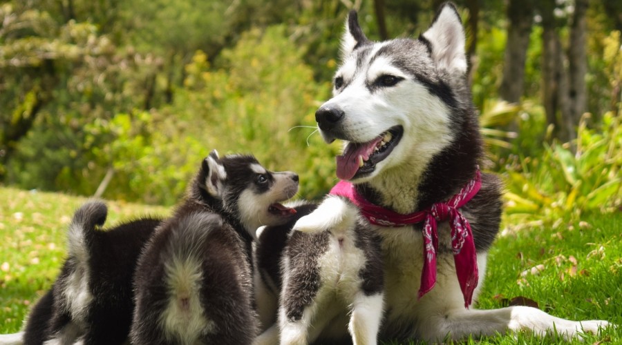 Jak ograniczasz rozród swojej suki