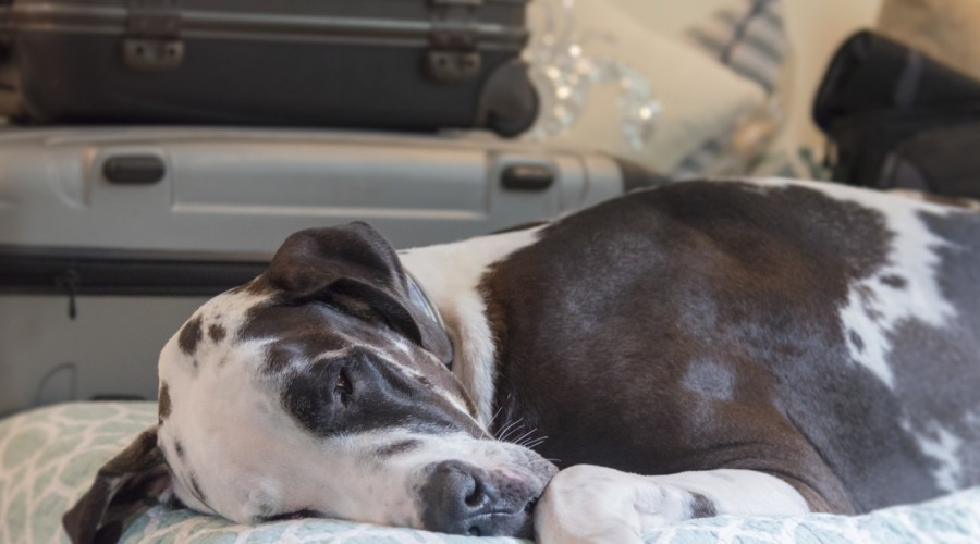 Paszporty dla zwierząt