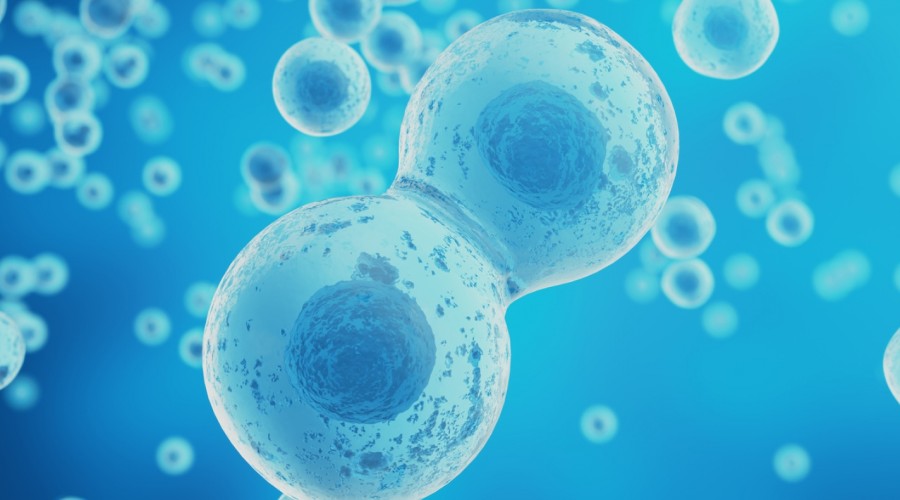 Komórki macierzyste