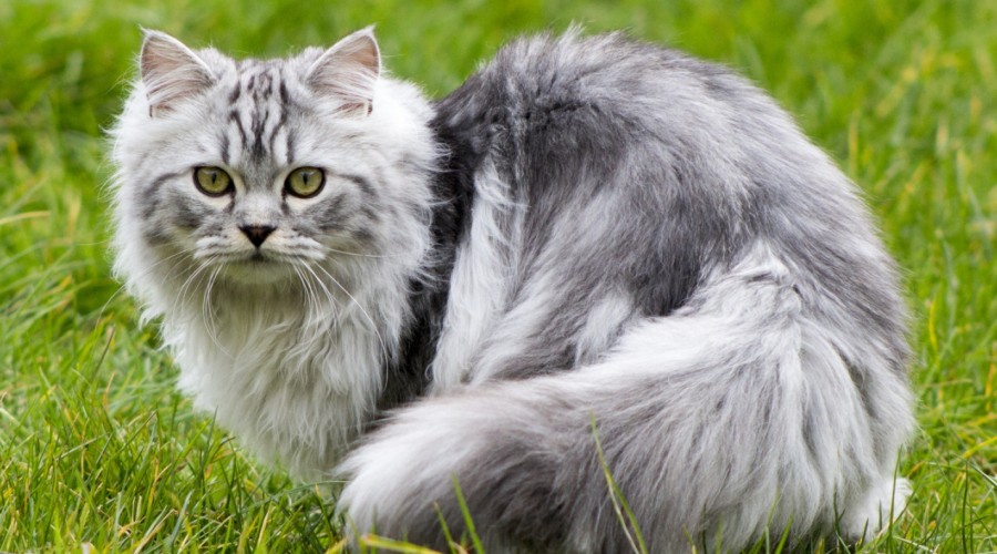 Panleukopenia - koci tyfus