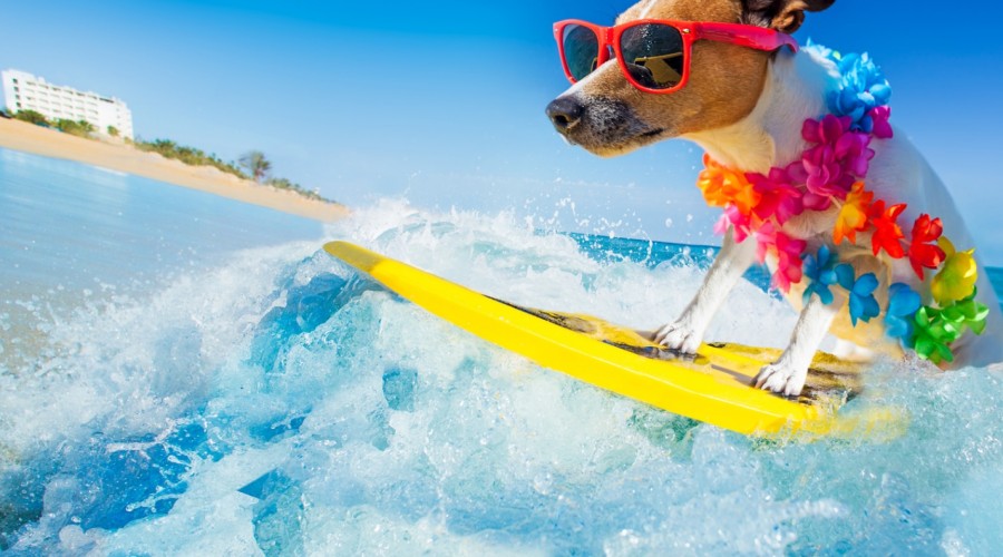 Zwierzęta w podróży