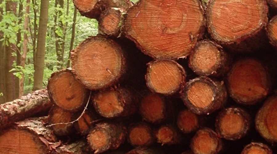 Zagraniczny wyjazd z pupilem