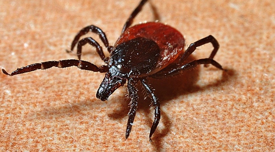 Czy Twój pies lub kot miał kleszcza