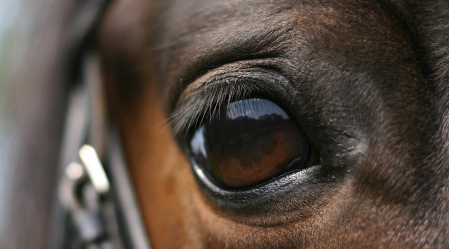 Choroby rogówki u koni