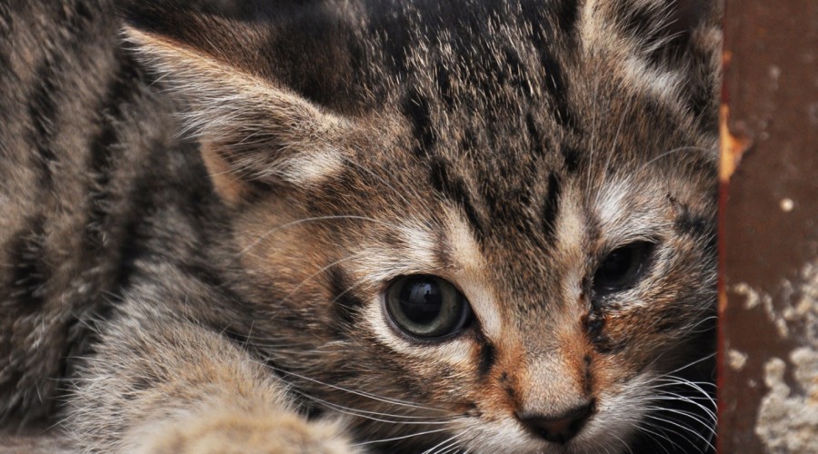 Chlamydofiloza kotów